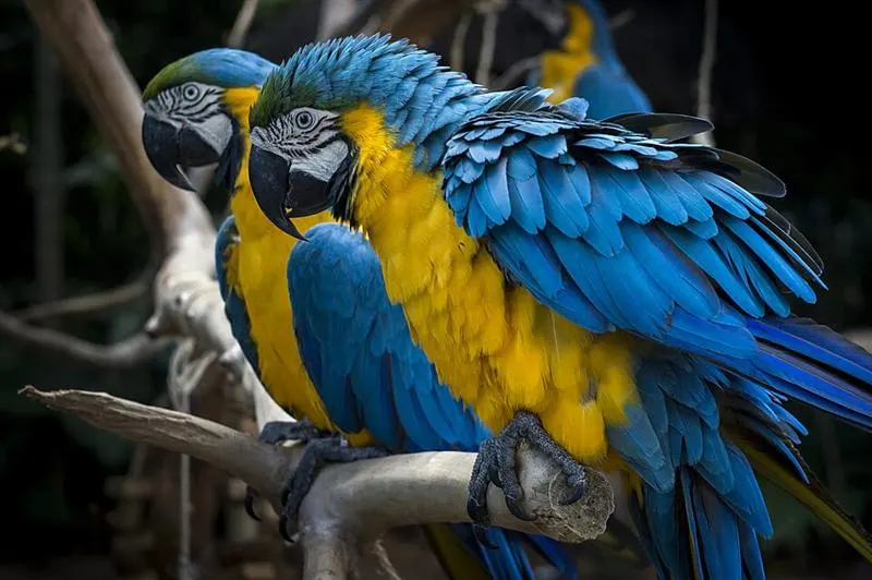 Combo Foz: Cataratas + Aves + AquaFoz